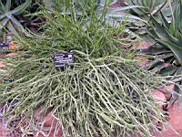 Senecio Longiflorus subsp Madagascariensis (fam Asteracees) (Madagascar) (Lyon, Parc de la tete d'or) (1) (Photo F. Mrugala)